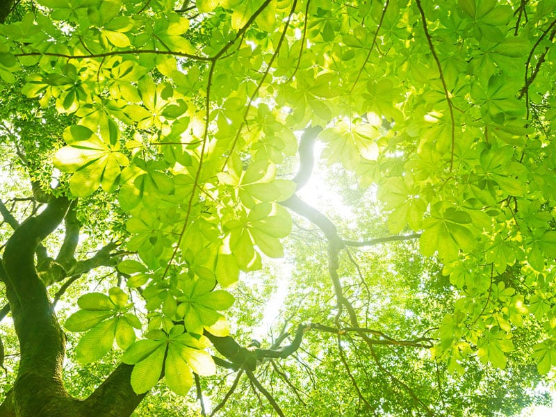 sunlight shining through trees